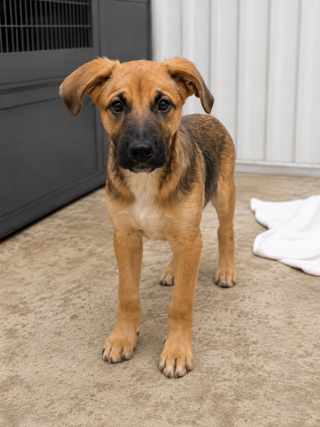 Talon, adopted, Puppy Male Mixed Breed.