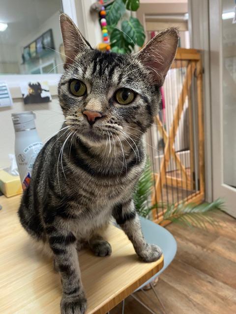 Linus, Adoptable, Adult Male Domestic Short Hair.