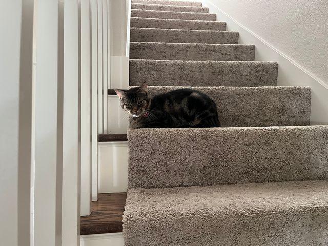 Enlarge Linus, a Adoptable Domestic Short Hair in Portland, OR image 1/6