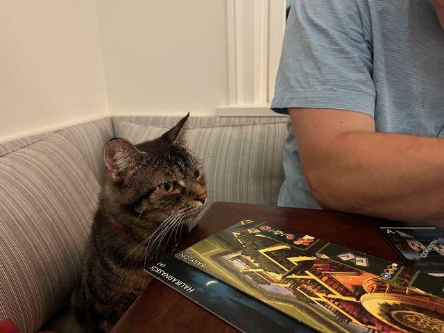 Linus, Adoptable, Adult Male Domestic Short Hair.