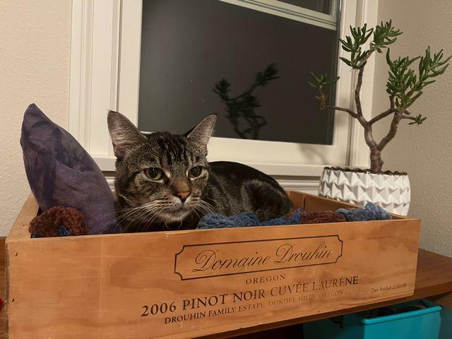 Enlarge Linus, a Adoptable Domestic Short Hair in Portland, OR image 3/6