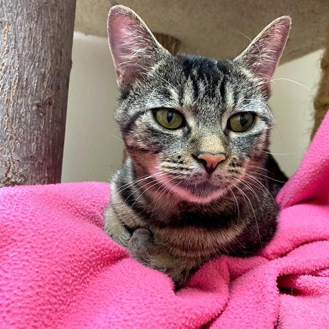 Enlarge Linus, a Adoptable Domestic Short Hair in Portland, OR image 4/6