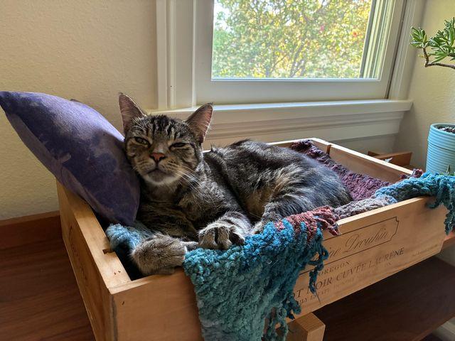 Enlarge Linus, a Adoptable Domestic Short Hair in Portland, OR image 5/6