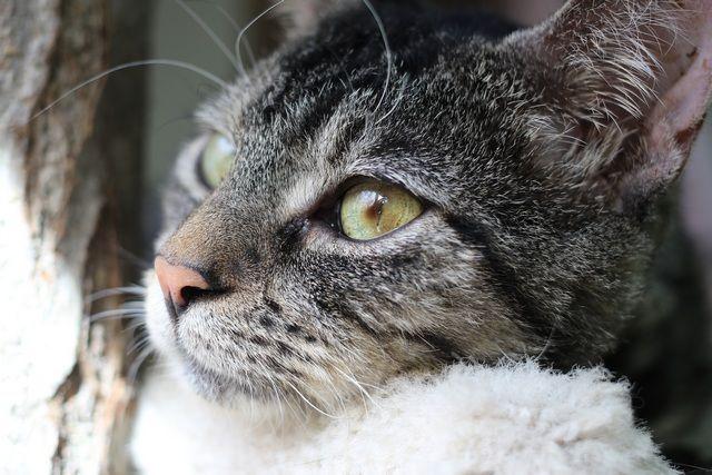 Enlarge Linus, a Adoptable Domestic Short Hair in Portland, OR image 5/6