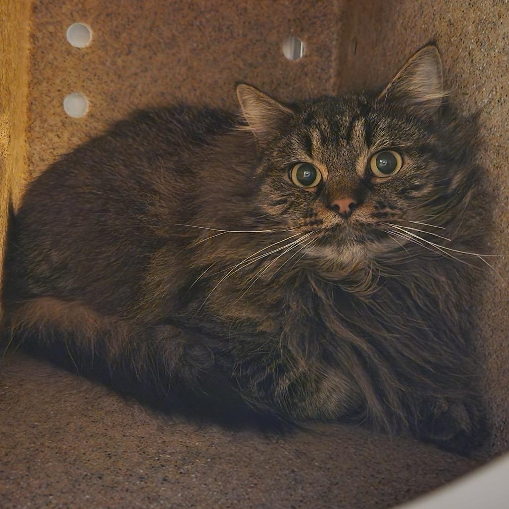 Monte Carlo, Adoptable, Young Male Domestic Long Hair.