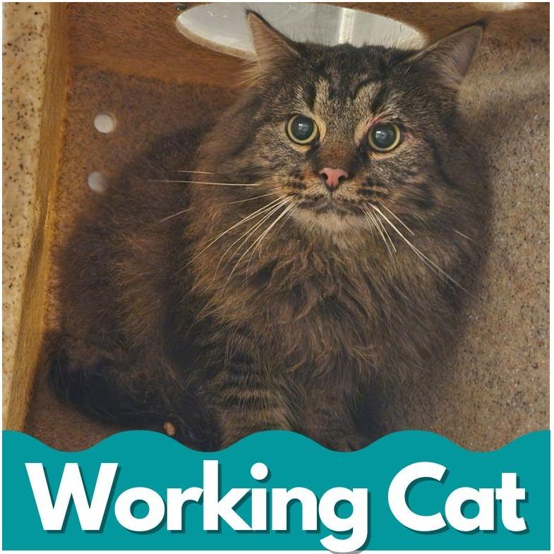 Monte Carlo, a Adoptable Domestic Long Hair in Asheville, NC image 2/3