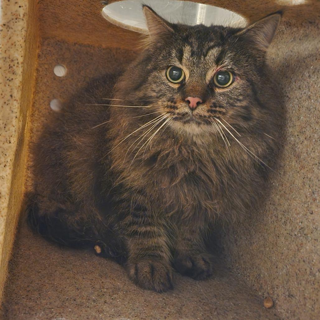 Monte Carlo, a Adoptable Domestic Long Hair in Asheville, NC image 3/3