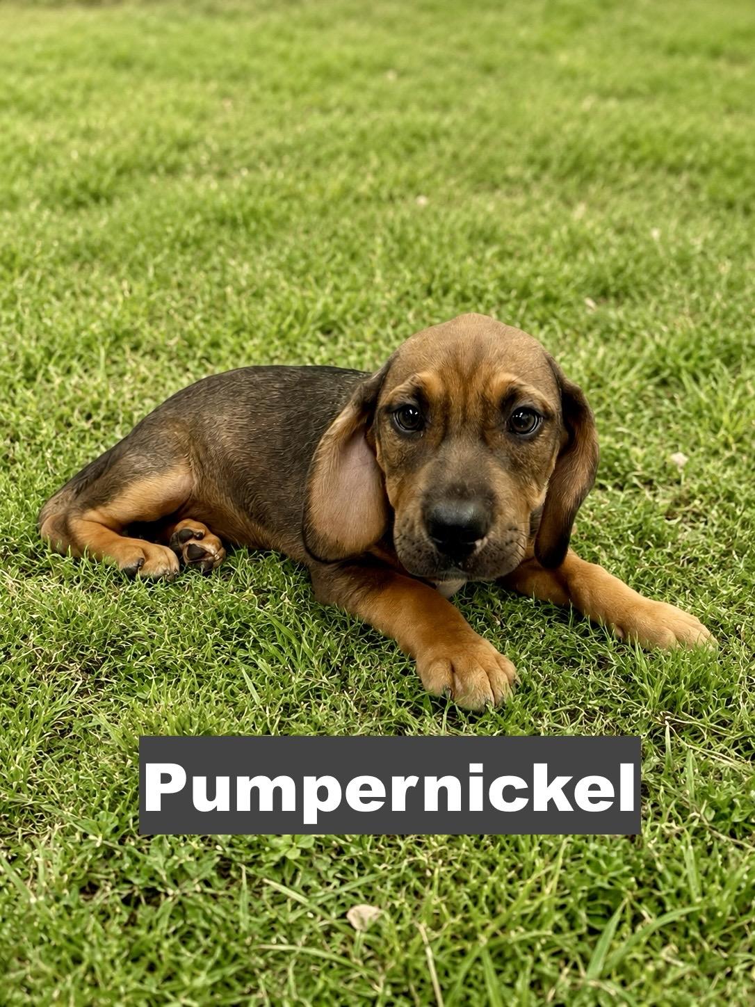 Pumpernickel, Adoptable, Puppy Male Beagle.