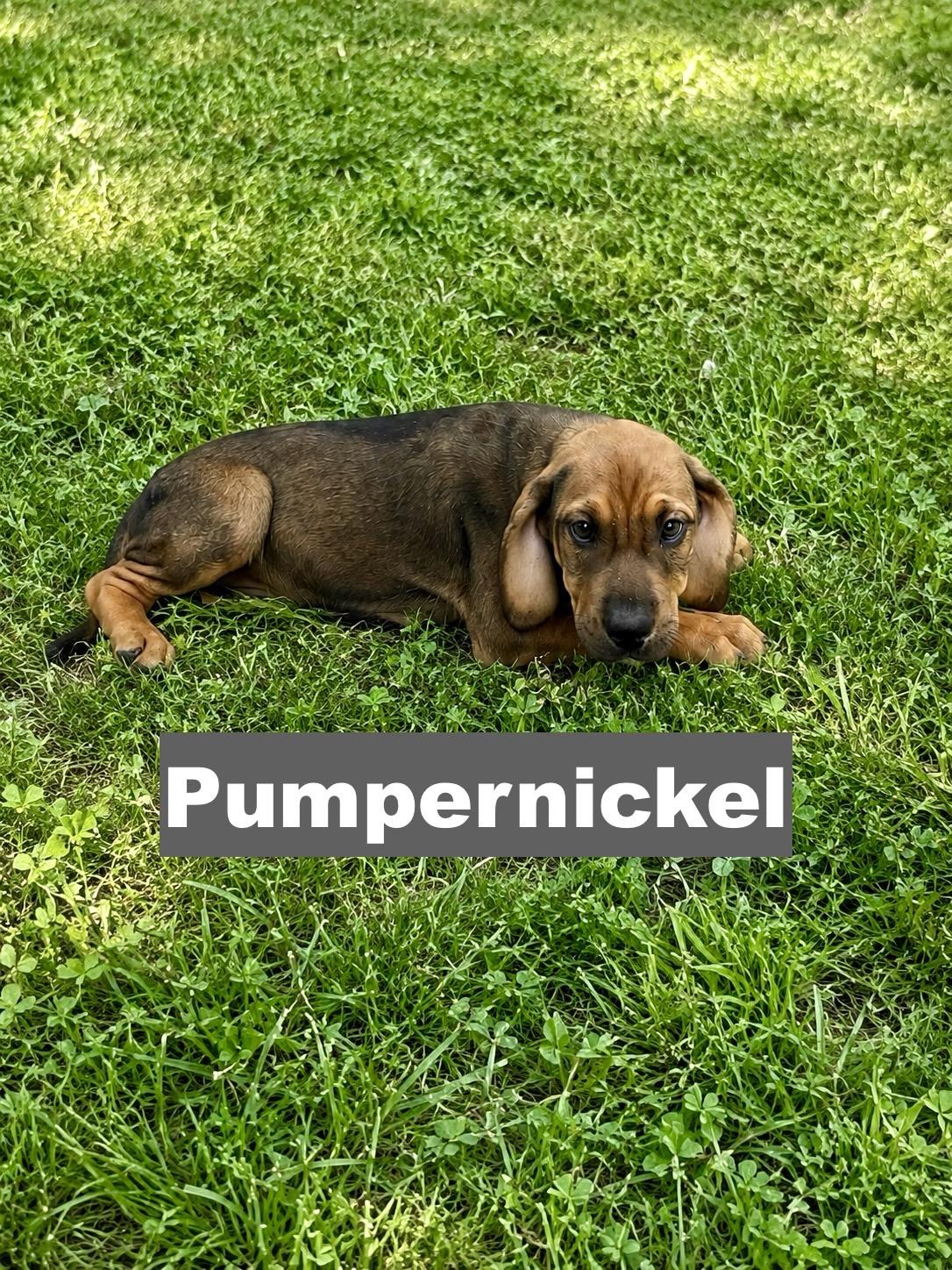 Enlarge Pumpernickel, a Adoptable mixed breed in Paramus, NJ image 3/3