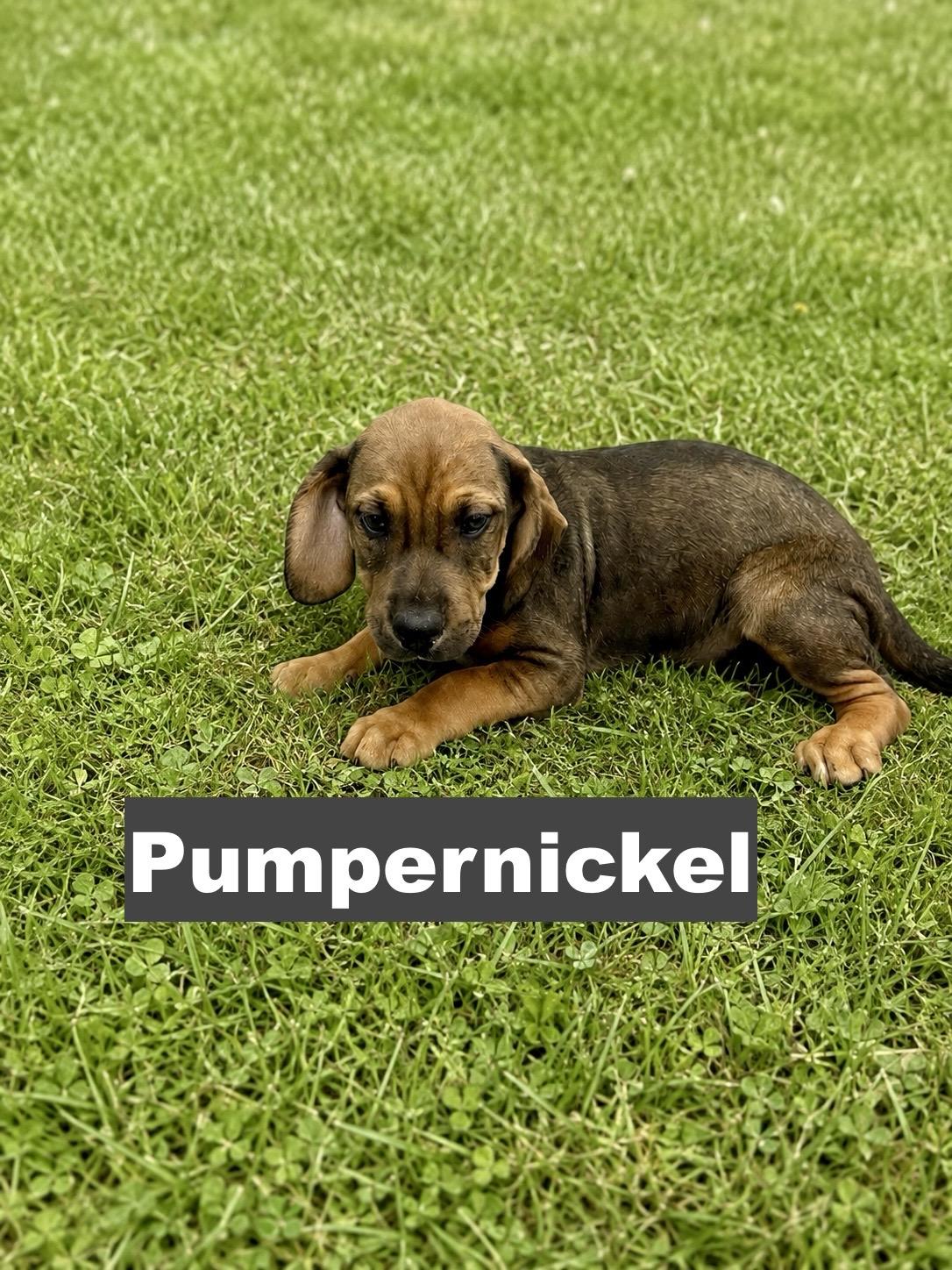 Enlarge Pumpernickel, a Adoptable mixed breed in Paramus, NJ image 2/3