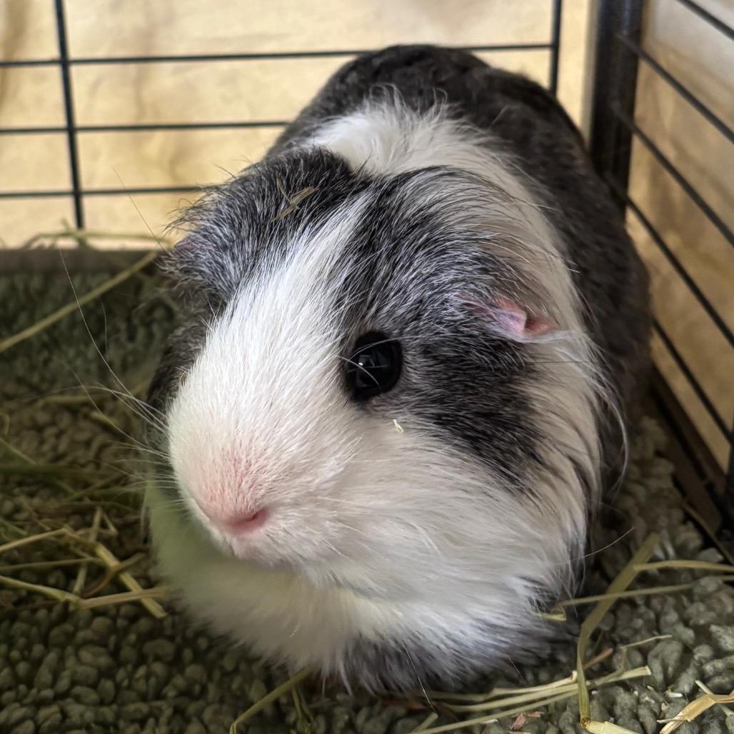 Kingsley, adopted, Adult Male Peruvian.