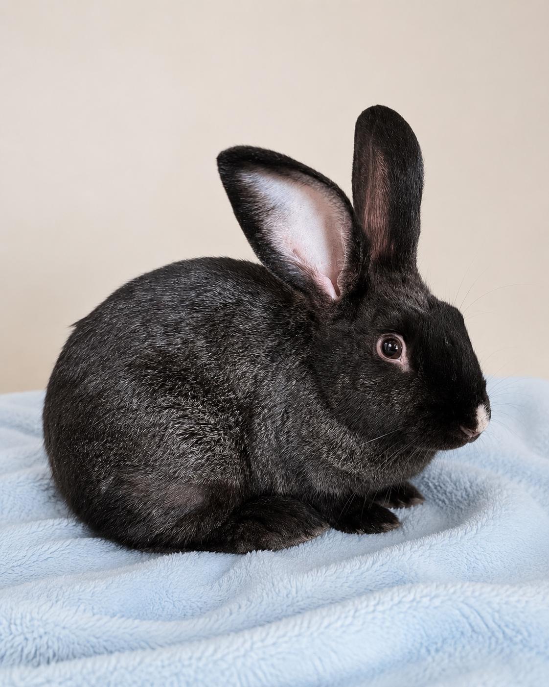 Archie, Adopted, Young Male Bunny Rabbit.