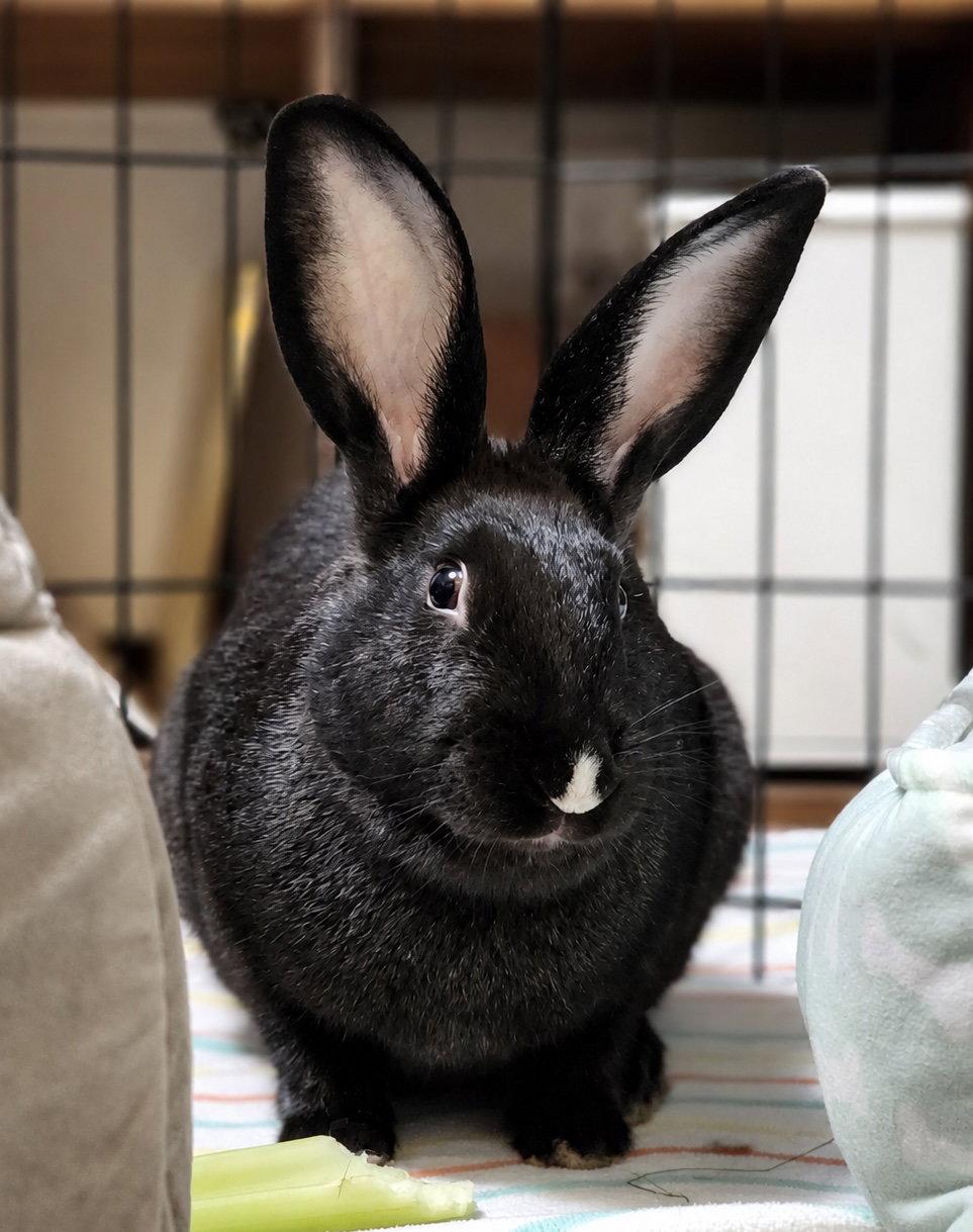 Enlarge Archie, a Adopted Bunny Rabbit in Marshfield, WI image 2/3