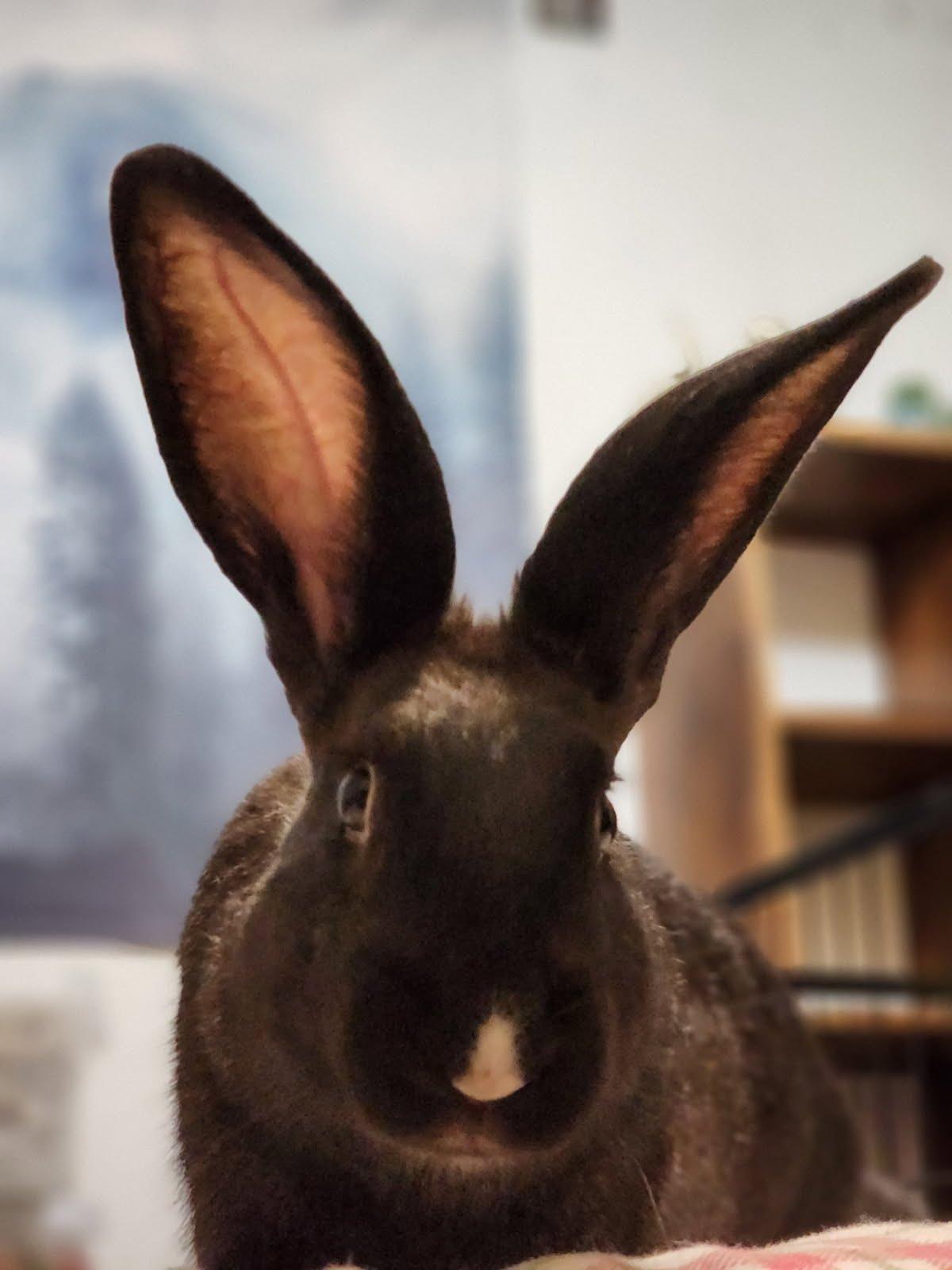 Enlarge Archie, a Adopted Bunny Rabbit in Marshfield, WI image 3/3