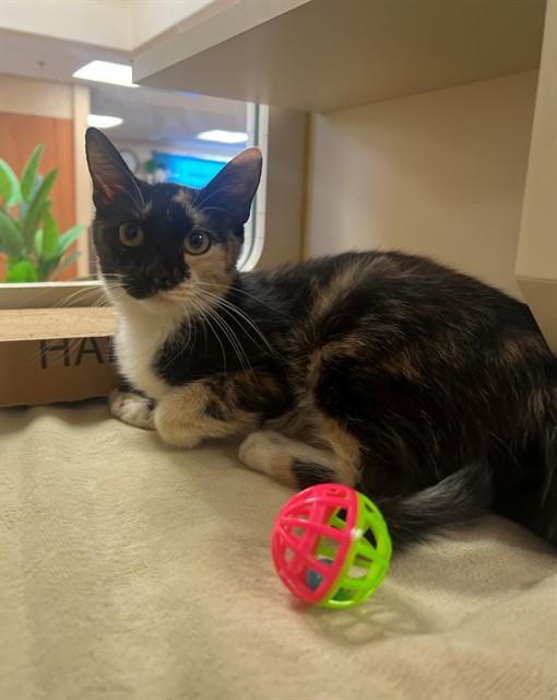 Enlarge CHLOE, a Adoptable Domestic Short Hair in Blythe, CA image 1/1