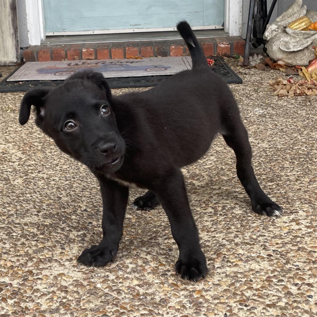 Enlarge Eddy, a Adoptable mixed breed in Cordova, TN image 1/6