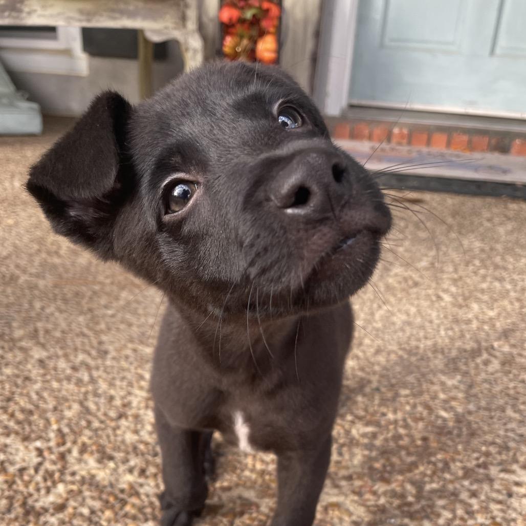 Enlarge Eddy, a Adoptable mixed breed in Cordova, TN image 2/6