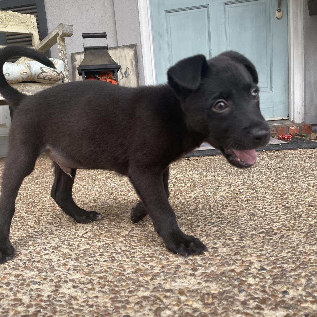 Enlarge Eddy, a Adoptable mixed breed in Cordova, TN image 3/6