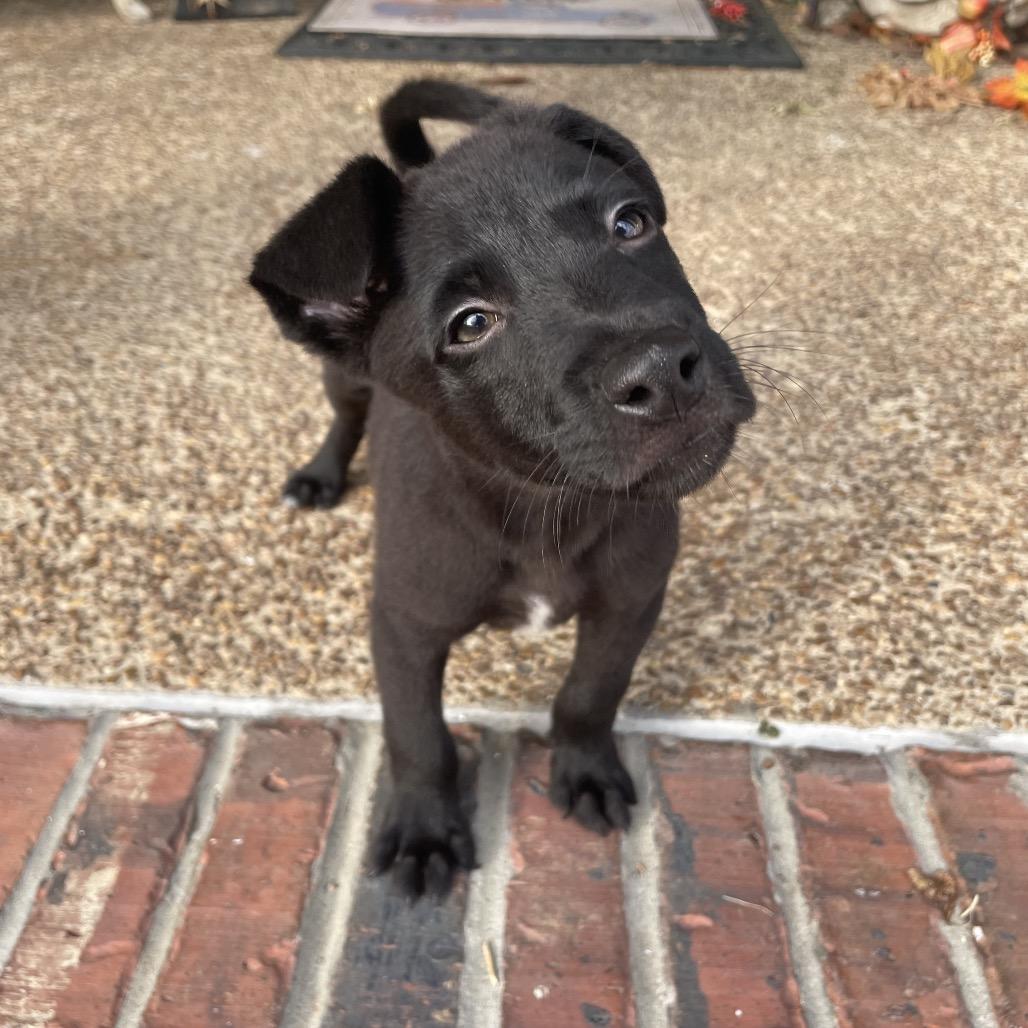 Enlarge Eddy, a Adoptable mixed breed in Cordova, TN image 4/6