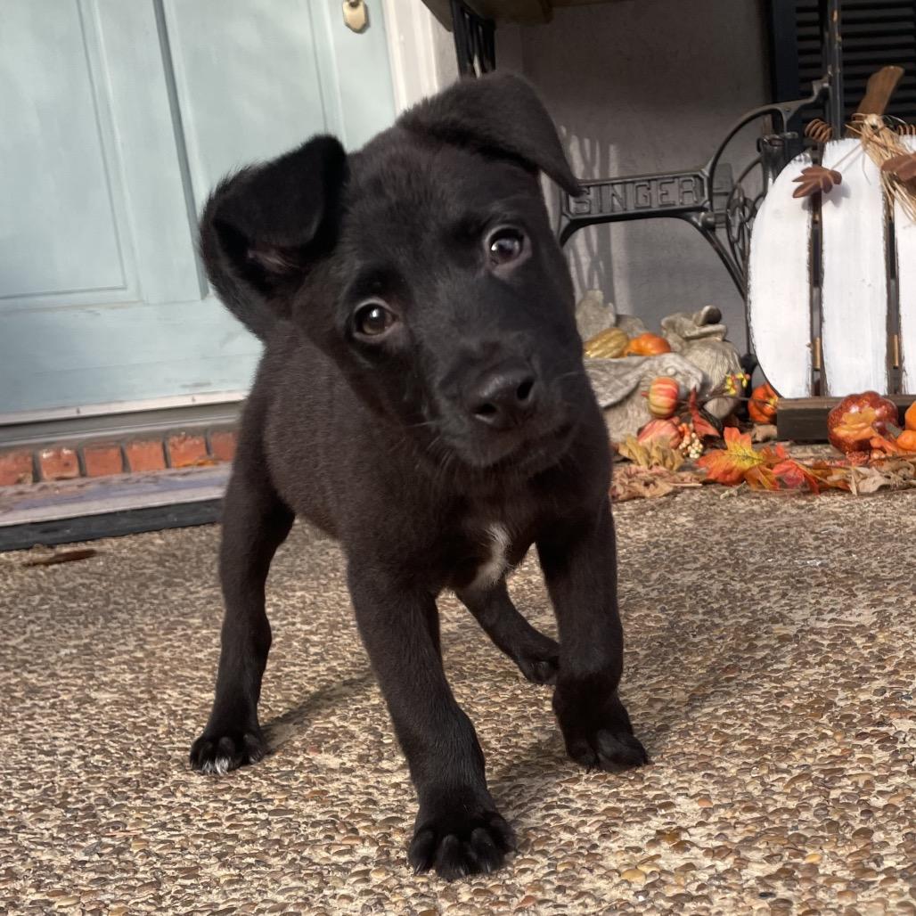 Enlarge Eddy, a Adoptable mixed breed in Cordova, TN image 5/6