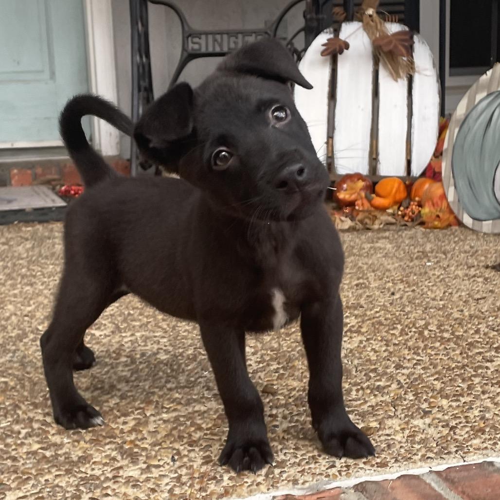 Enlarge Eddy, a Adoptable mixed breed in Cordova, TN image 6/6