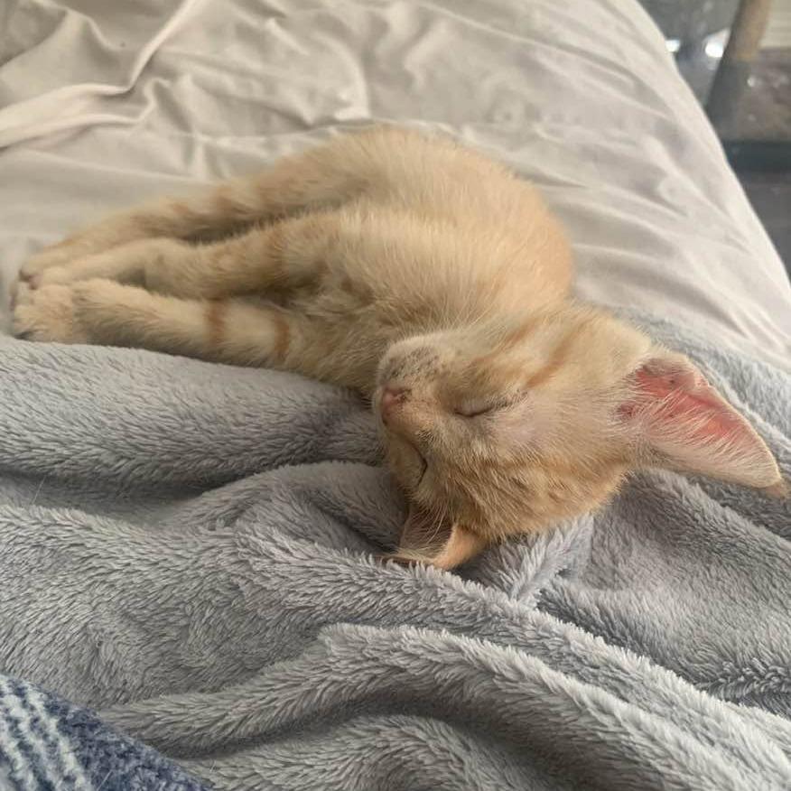 Enlarge Elliot, a Adoptable Domestic Short Hair in Houston, TX image 1/2