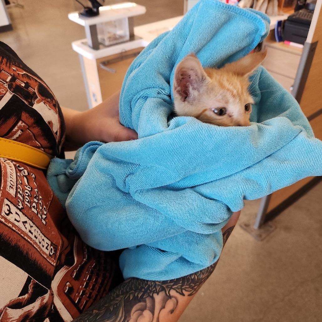 Enlarge Elliot, a Adoptable Domestic Short Hair in Houston, TX image 2/2