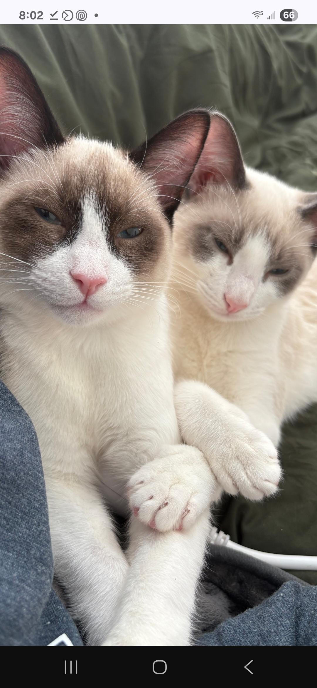 Enlarge Stormy - Gorgeous Kitten! Bonded to Minty!, a Adoptable Snowshoe in Buford, GA image 4/6