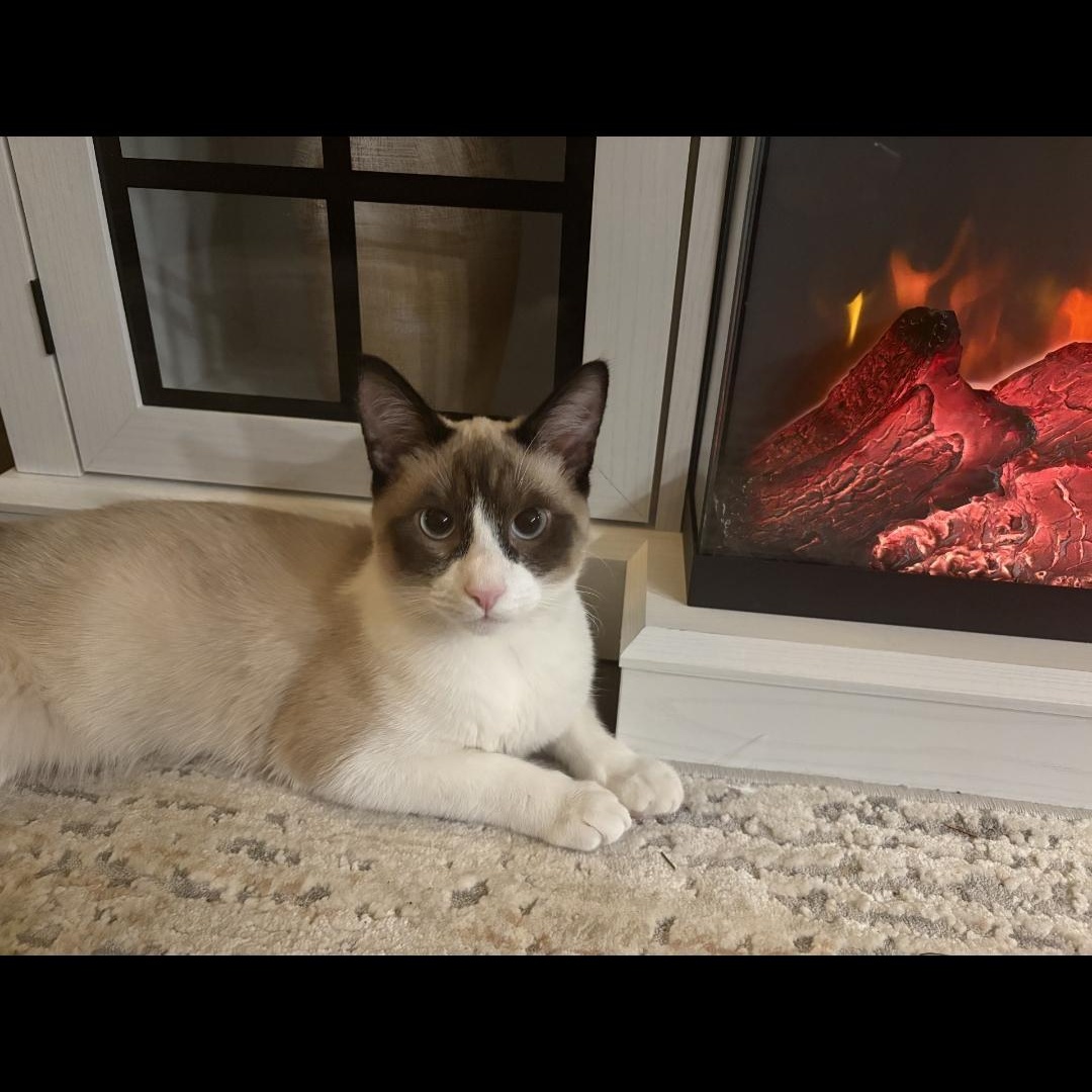 Stormy - Gorgeous Kitten! Bonded to Minty!, Adoptable, Young Male Snowshoe.