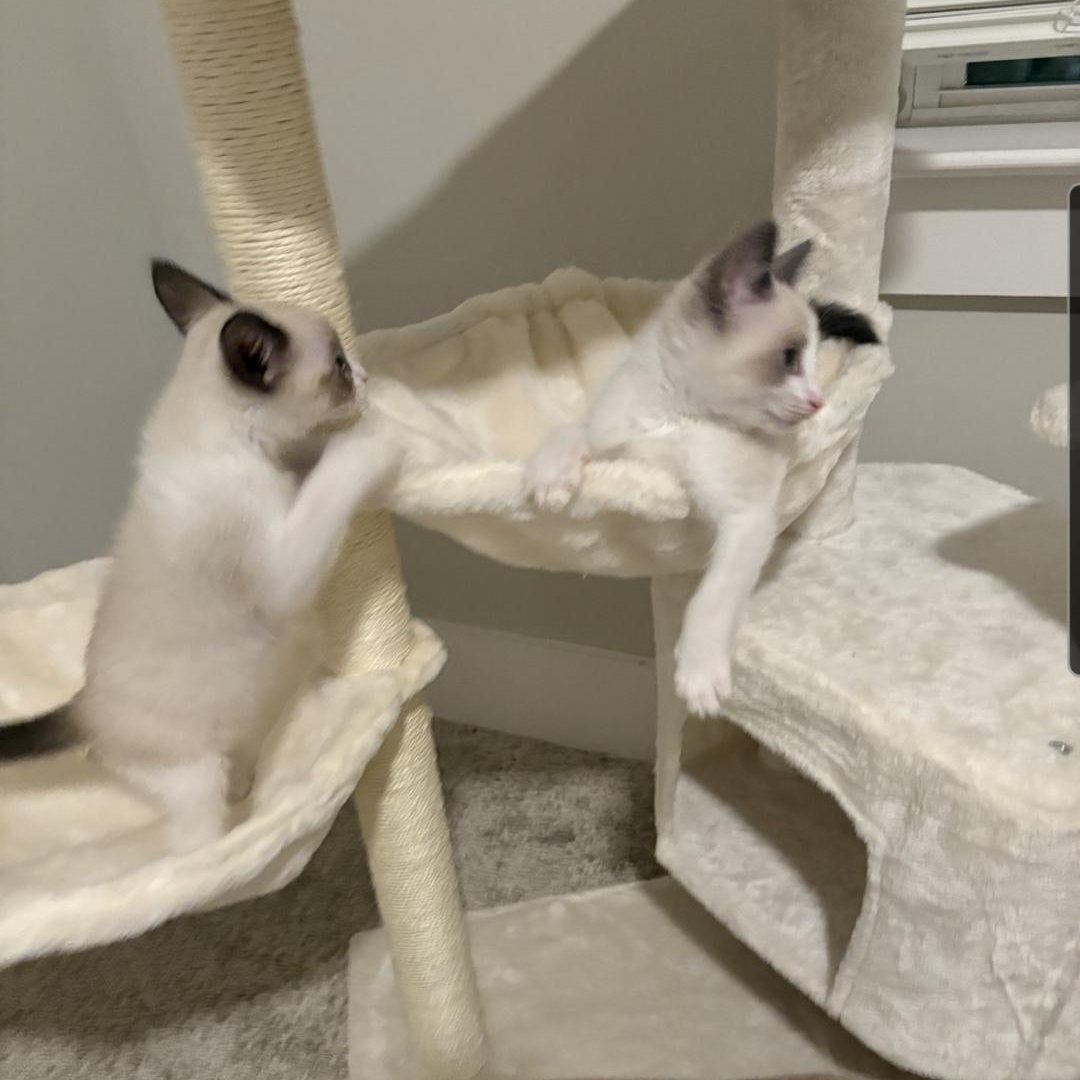 Enlarge Stormy - Gorgeous Kitten! Bonded to Minty!, a Adoptable Snowshoe in Buford, GA image 6/6