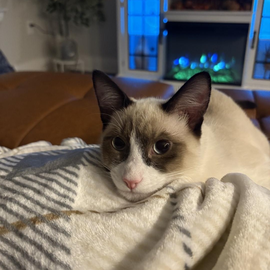 Enlarge Stormy - Gorgeous Kitten! Bonded to Minty!, a Adoptable Snowshoe in Buford, GA image 2/6