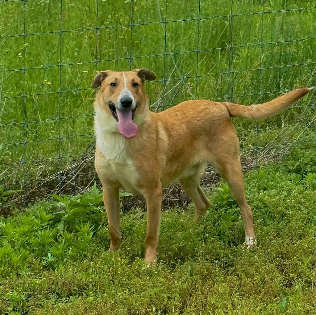 Enlarge Flint, a Adoptable Collie in Winchester, IN image 1/1