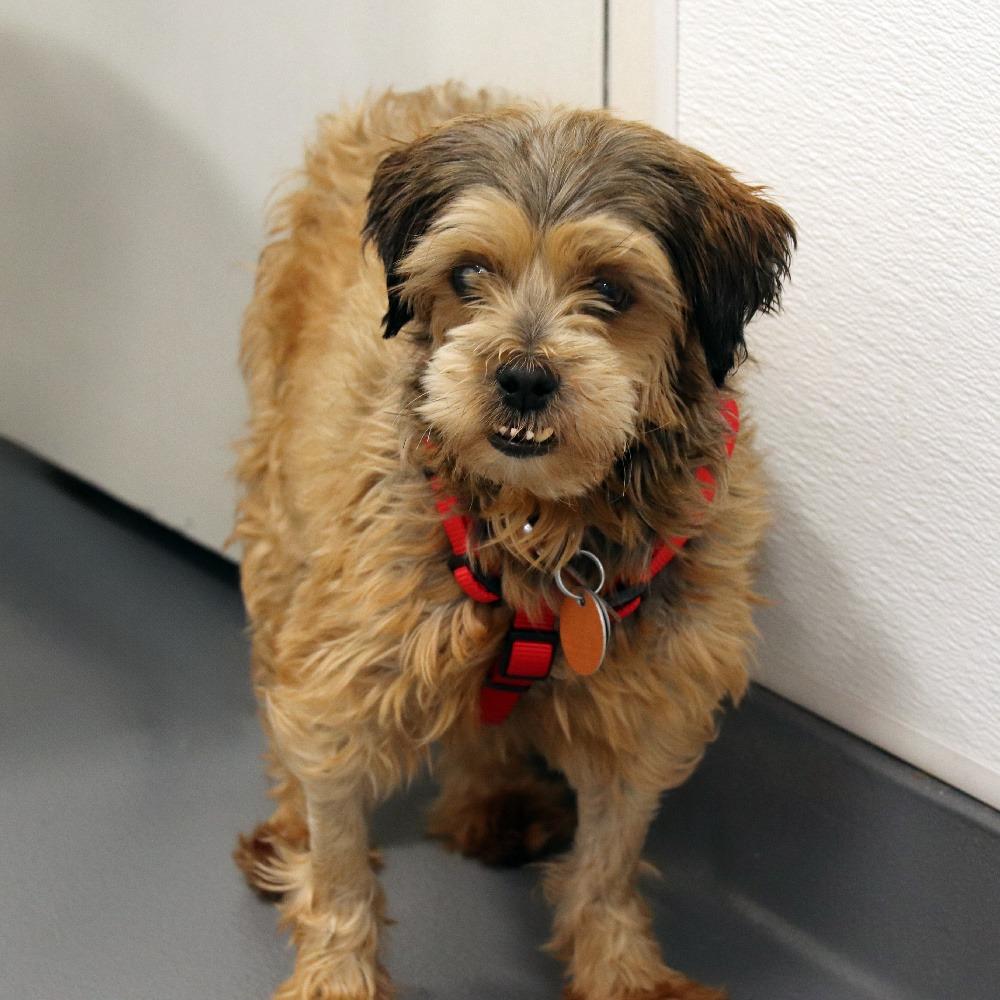 PM8743 Reba, Adoptable, Senior Female Shih Tzu.