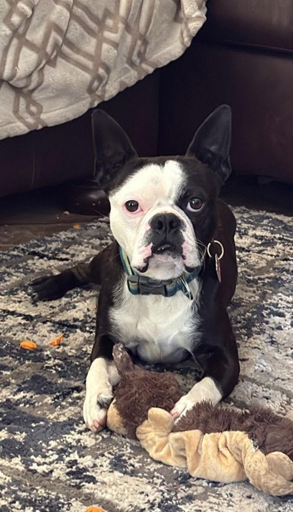Rocky, Adopted, Adult Male Boston Terrier.