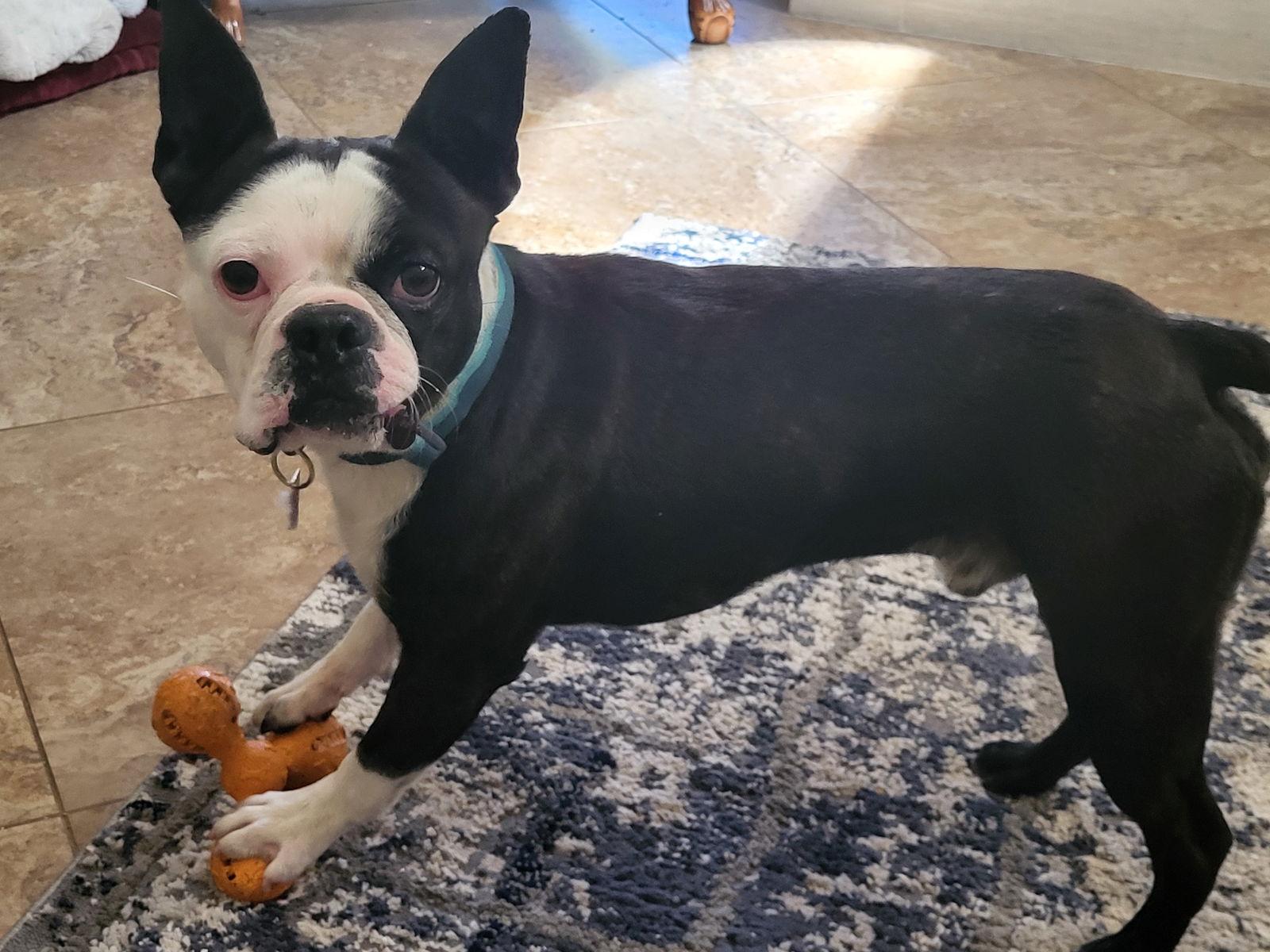 Enlarge Rocky, a Adopted Boston Terrier in Scottsdale, AZ image 2/3