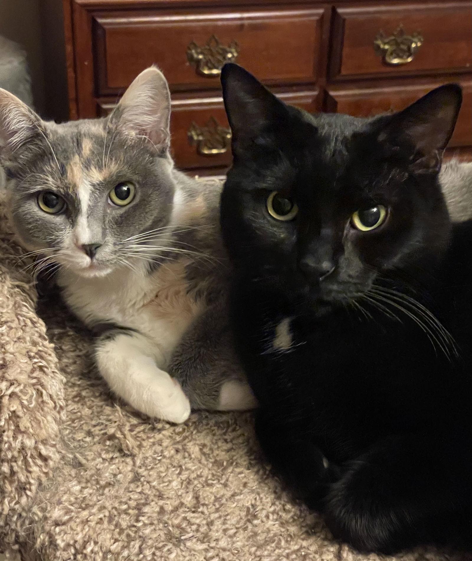 CT, Adoptable, Adult Male Domestic Short Hair.