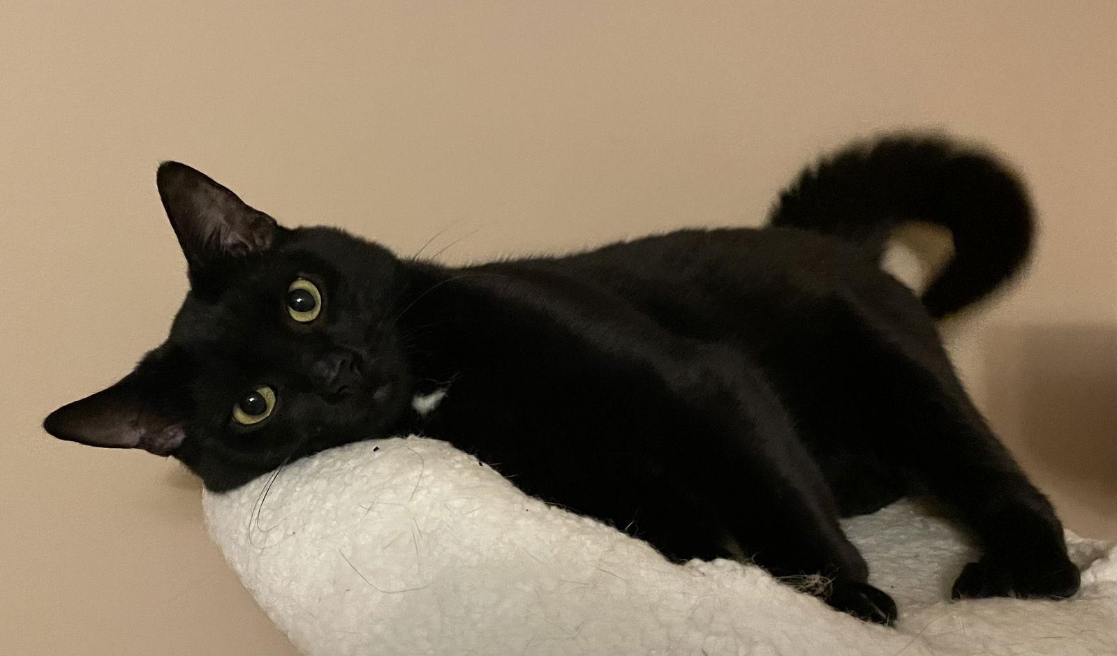 CT, a Adoptable Domestic Short Hair in Trenton, NJ image 2/3