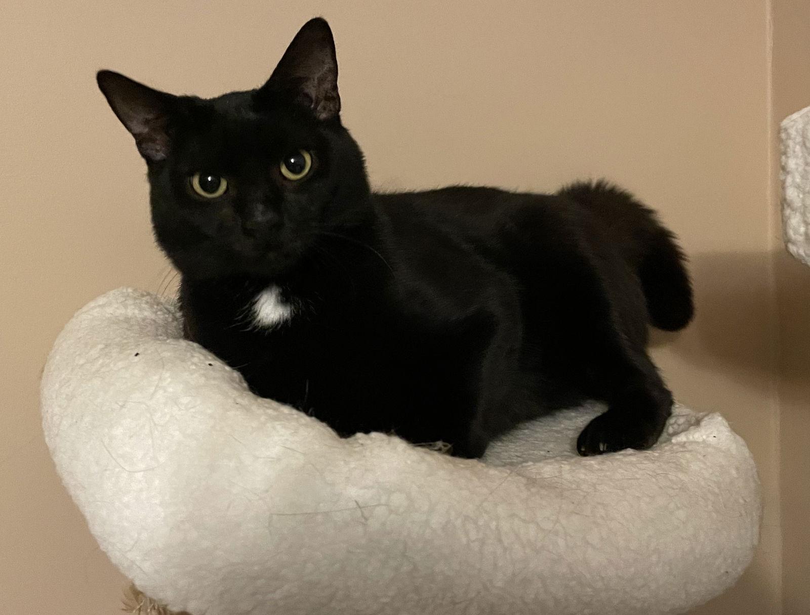 CT, a Adoptable Domestic Short Hair in Trenton, NJ image 3/3