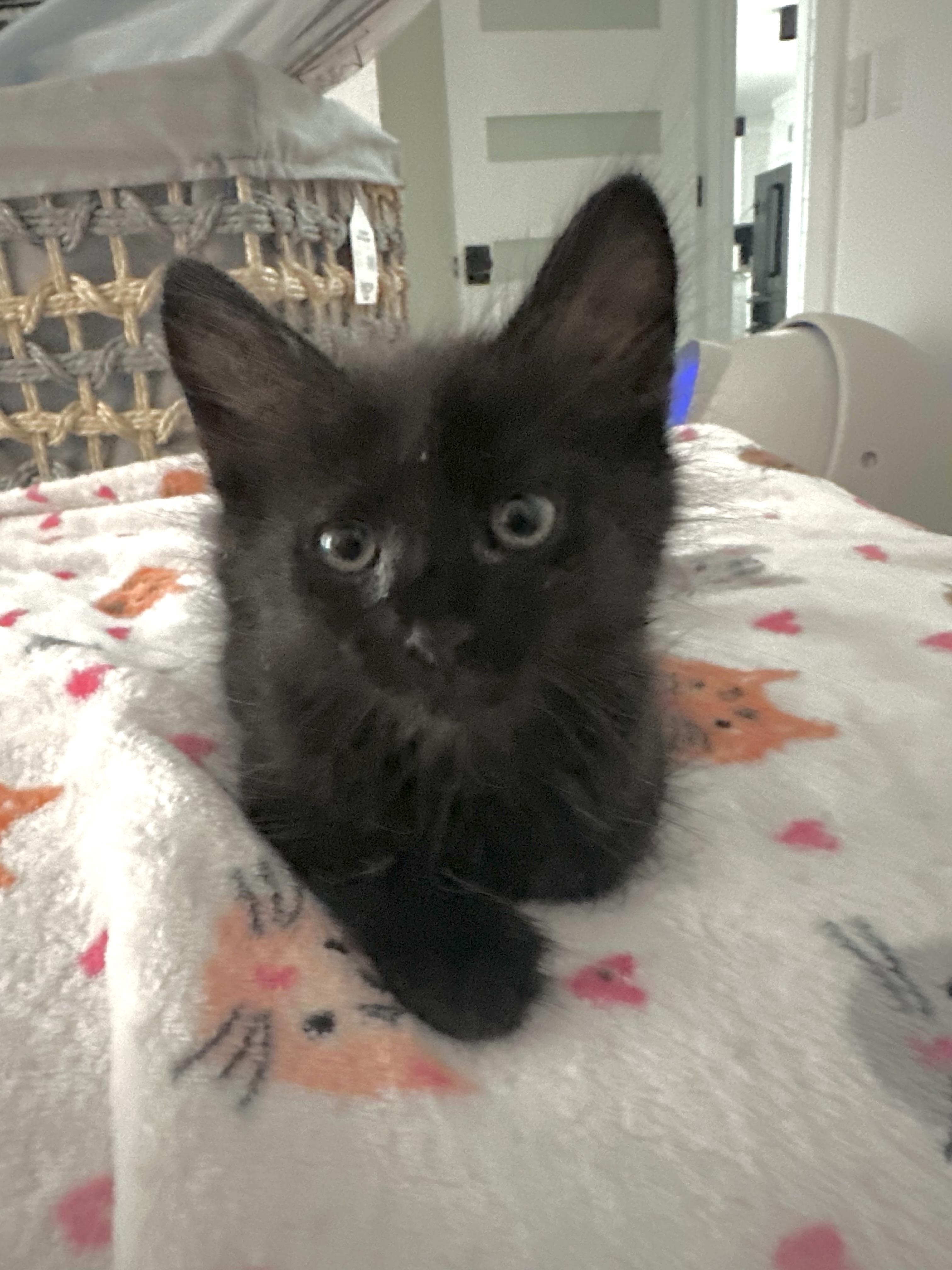 Enlarge Ace, a Adopted Domestic Medium Hair in HUNTINGTON BEACH, CA image 2/3