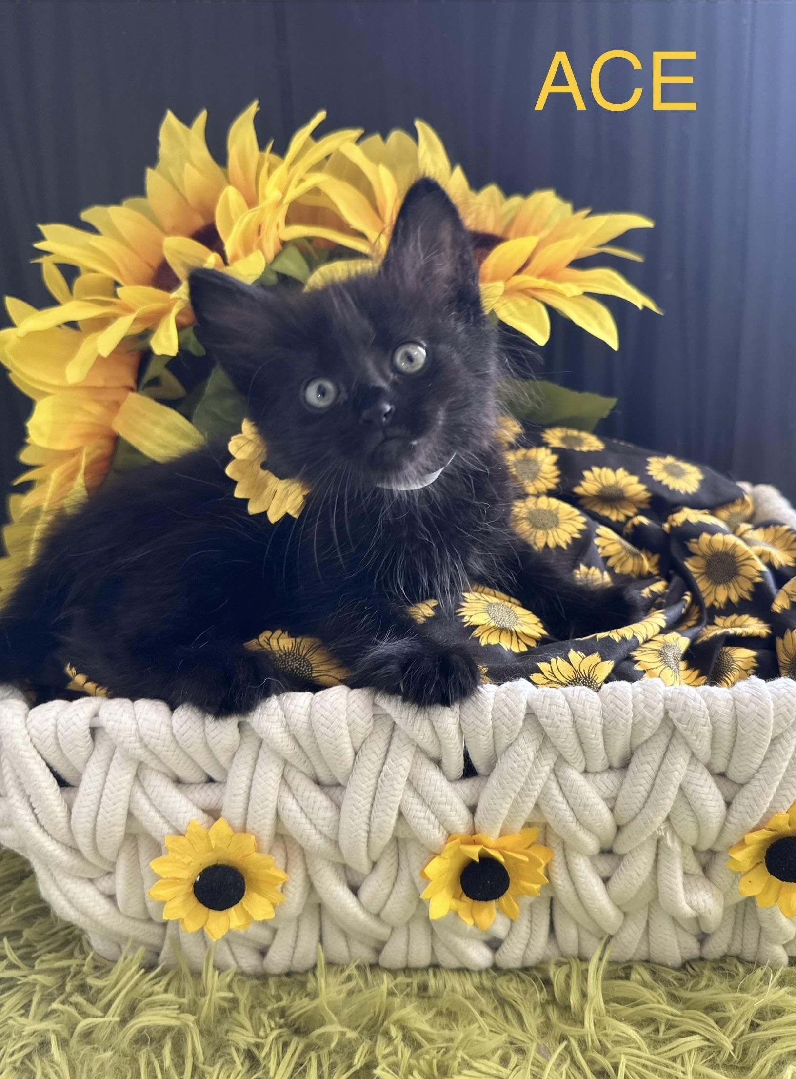 Enlarge Ace, a Adopted Domestic Medium Hair in HUNTINGTON BEACH, CA image 1/3