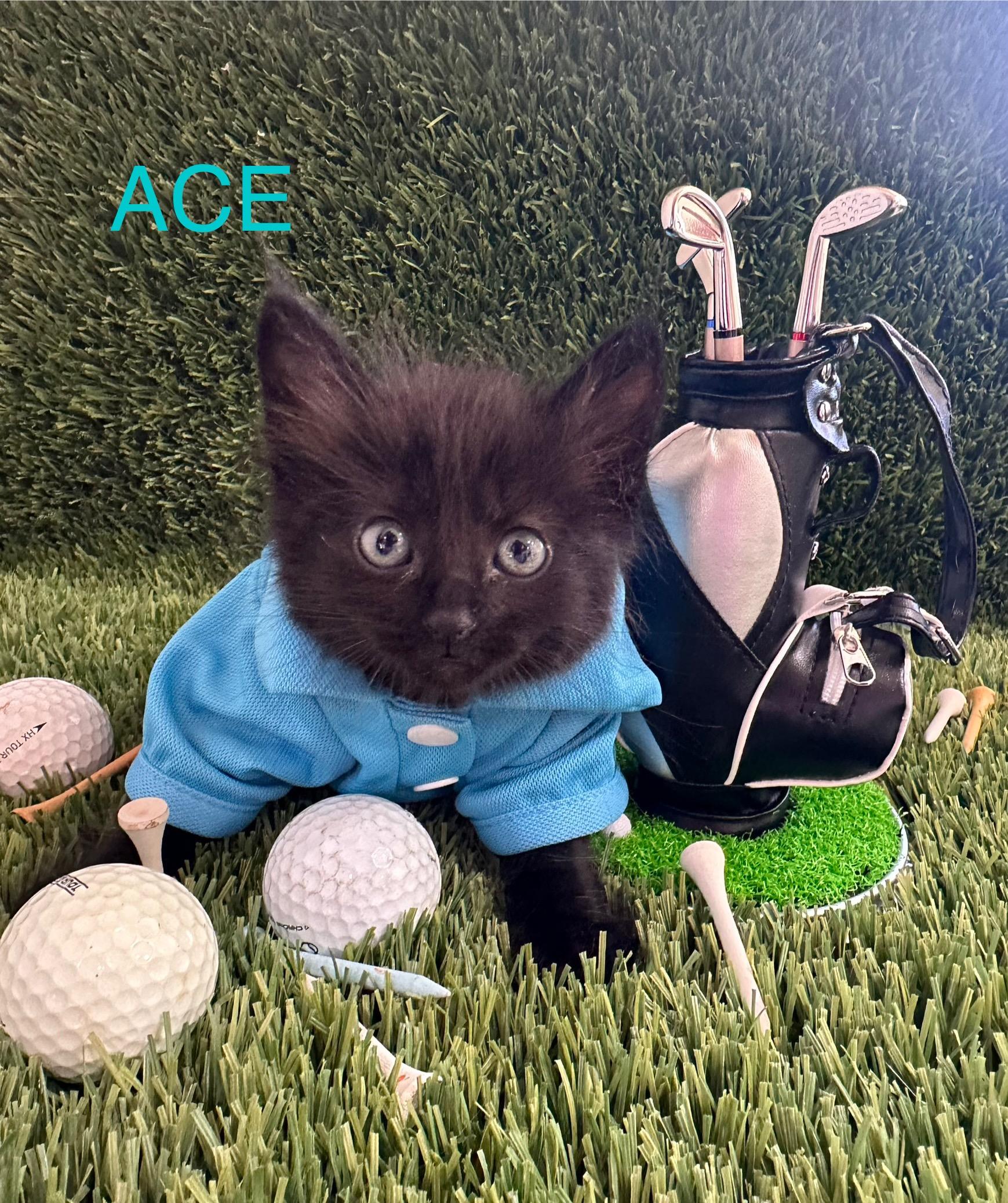 Enlarge Ace, a Adopted Domestic Medium Hair in HUNTINGTON BEACH, CA image 3/3