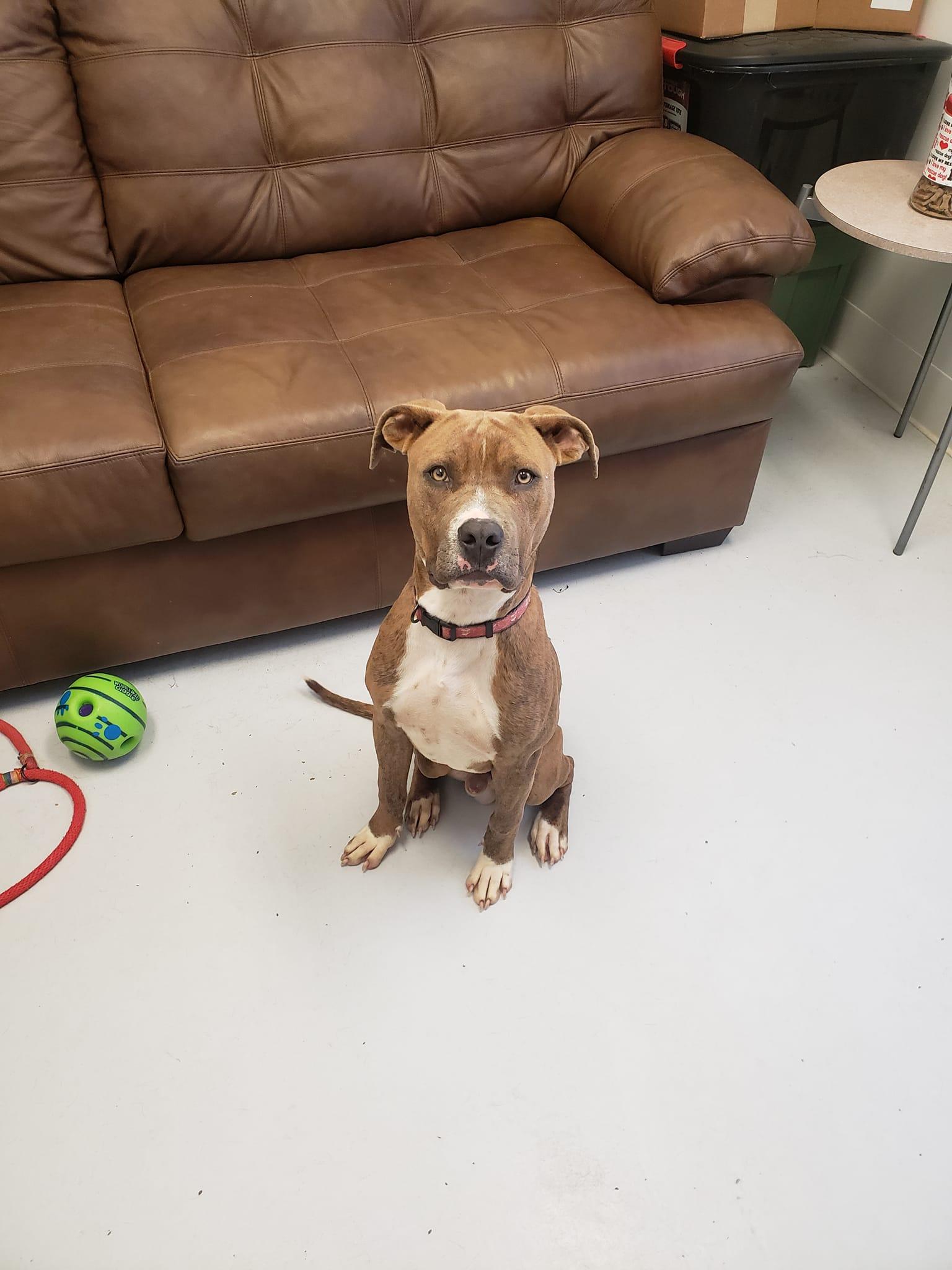 Enlarge Isacc, a Adoptable mixed breed in Mount Gilead, OH image 1/1