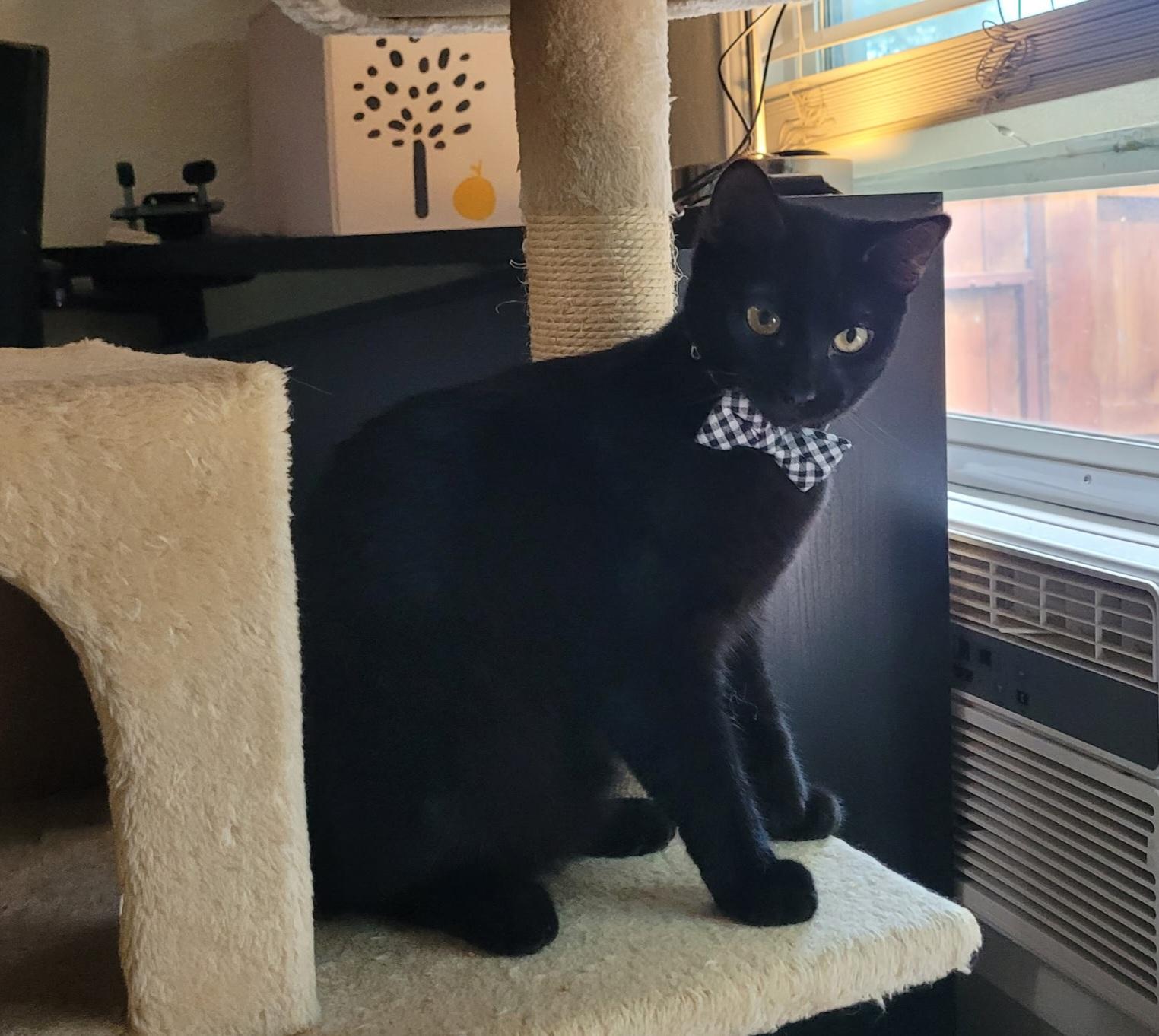 Enlarge Chocolate, a Adopted Domestic Short Hair in Vallejo, CA image 5/6
