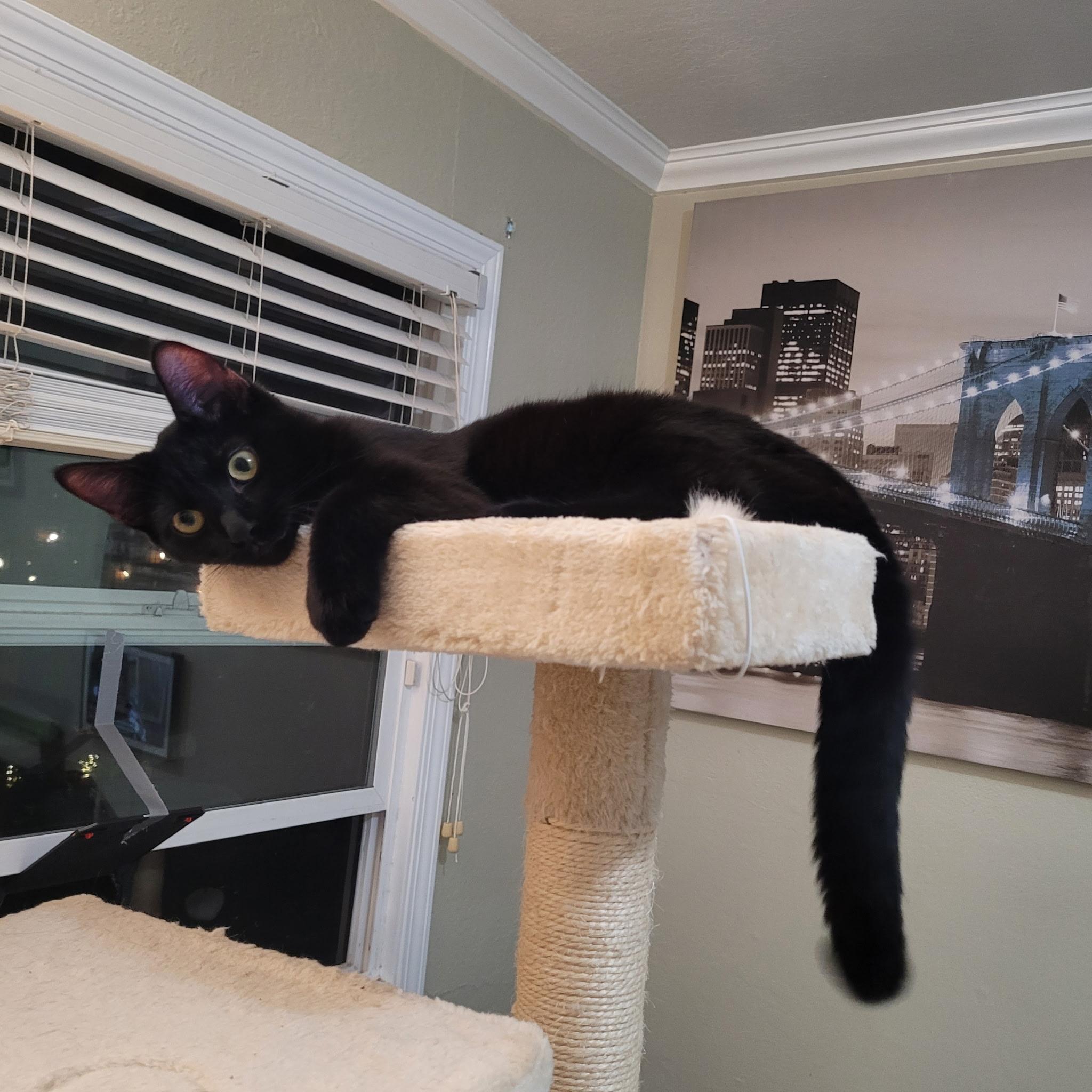 Enlarge Chocolate, a Adopted Domestic Short Hair in Vallejo, CA image 4/6