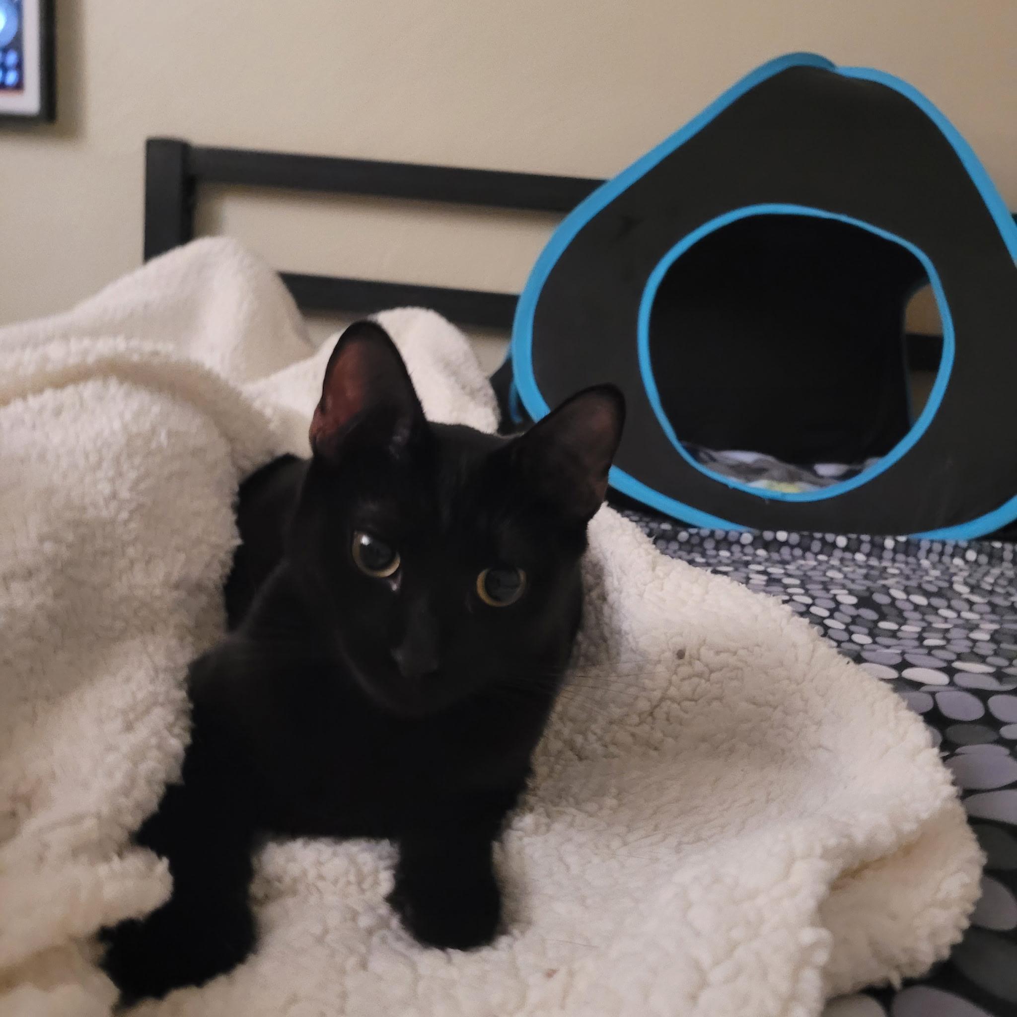 Enlarge Chocolate, a Adopted Domestic Short Hair in Vallejo, CA image 6/6