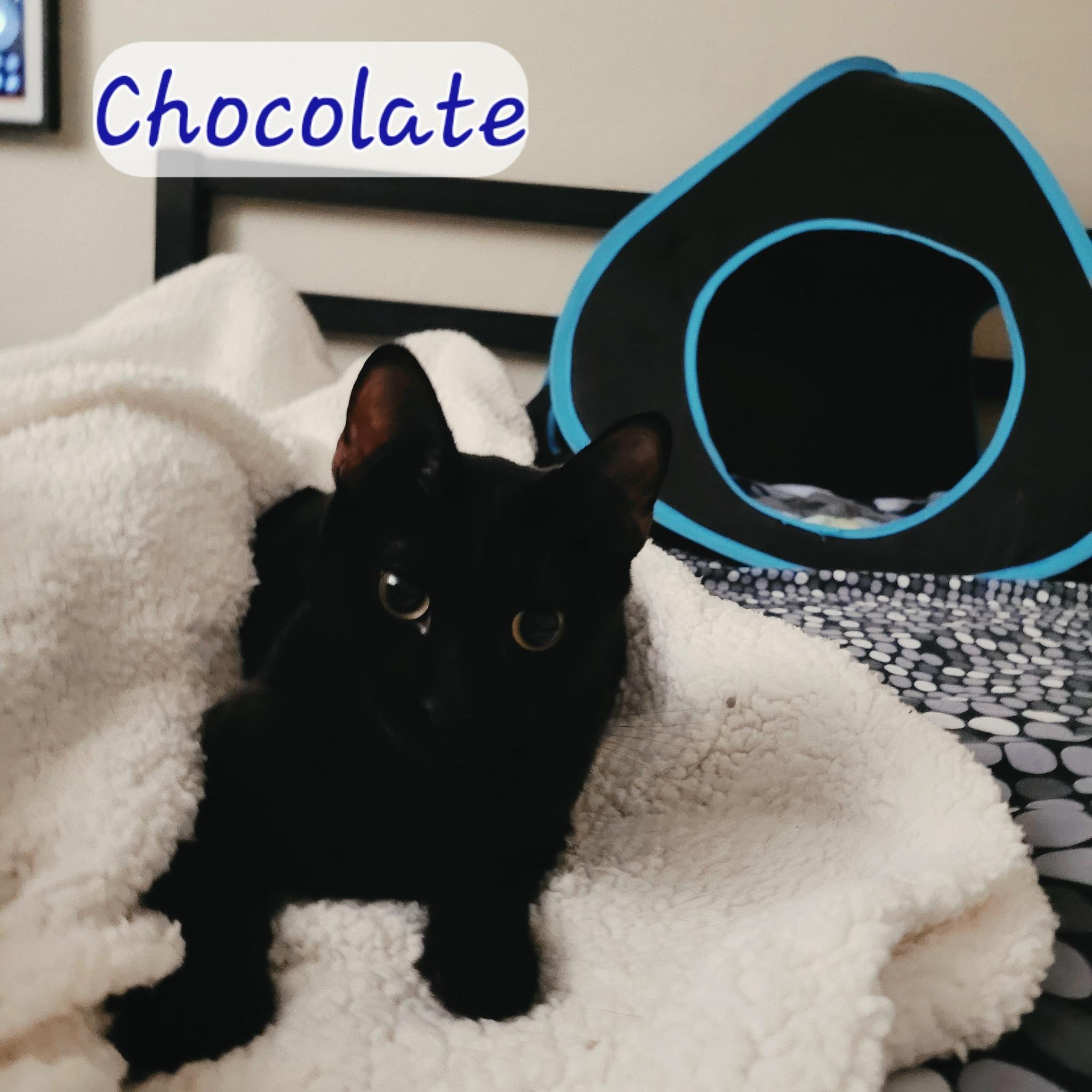 Enlarge Chocolate, a Adopted Domestic Short Hair in Vallejo, CA image 2/6