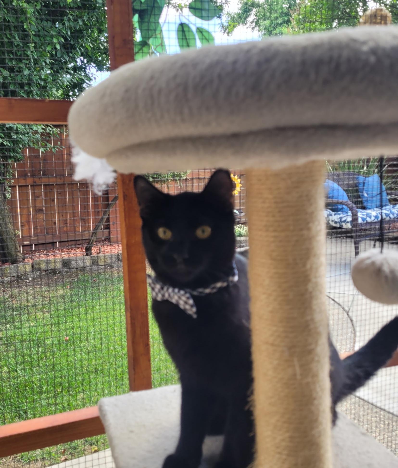 Enlarge Chocolate, a Adopted Domestic Short Hair in Vallejo, CA image 3/6