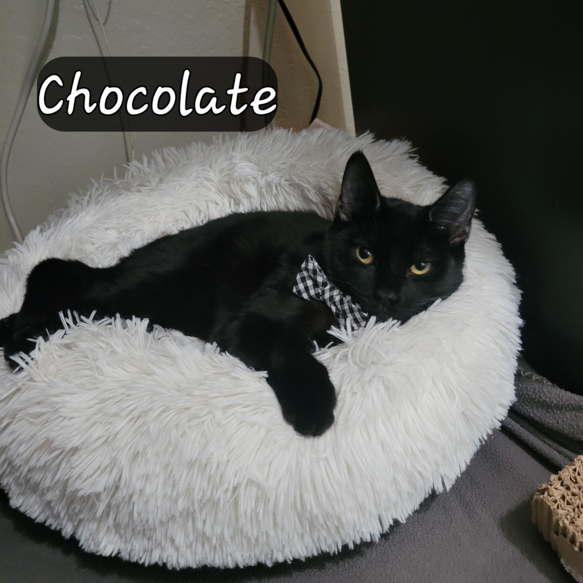 Chocolate, Adopted, Young Male Domestic Short Hair.