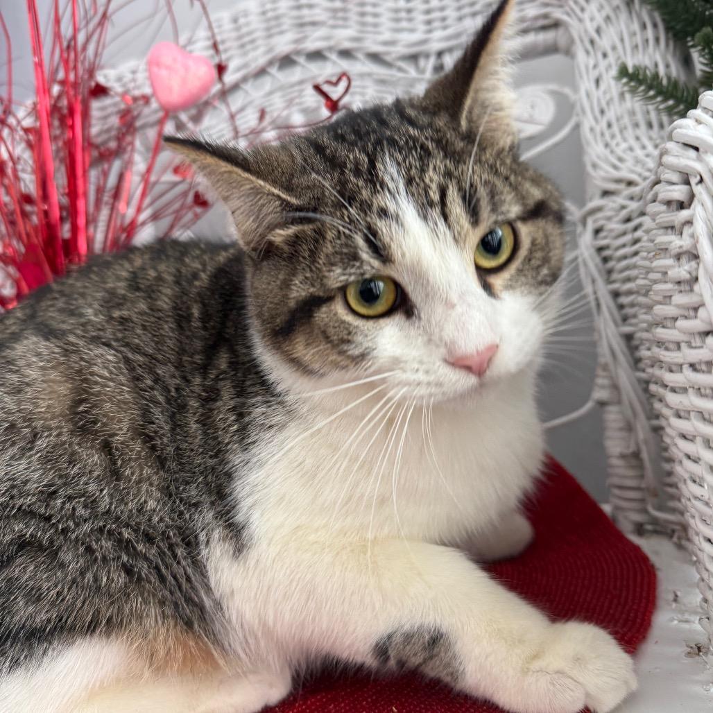 Chippy Avacado 55291, Adoptable, Young Male Domestic Short Hair.