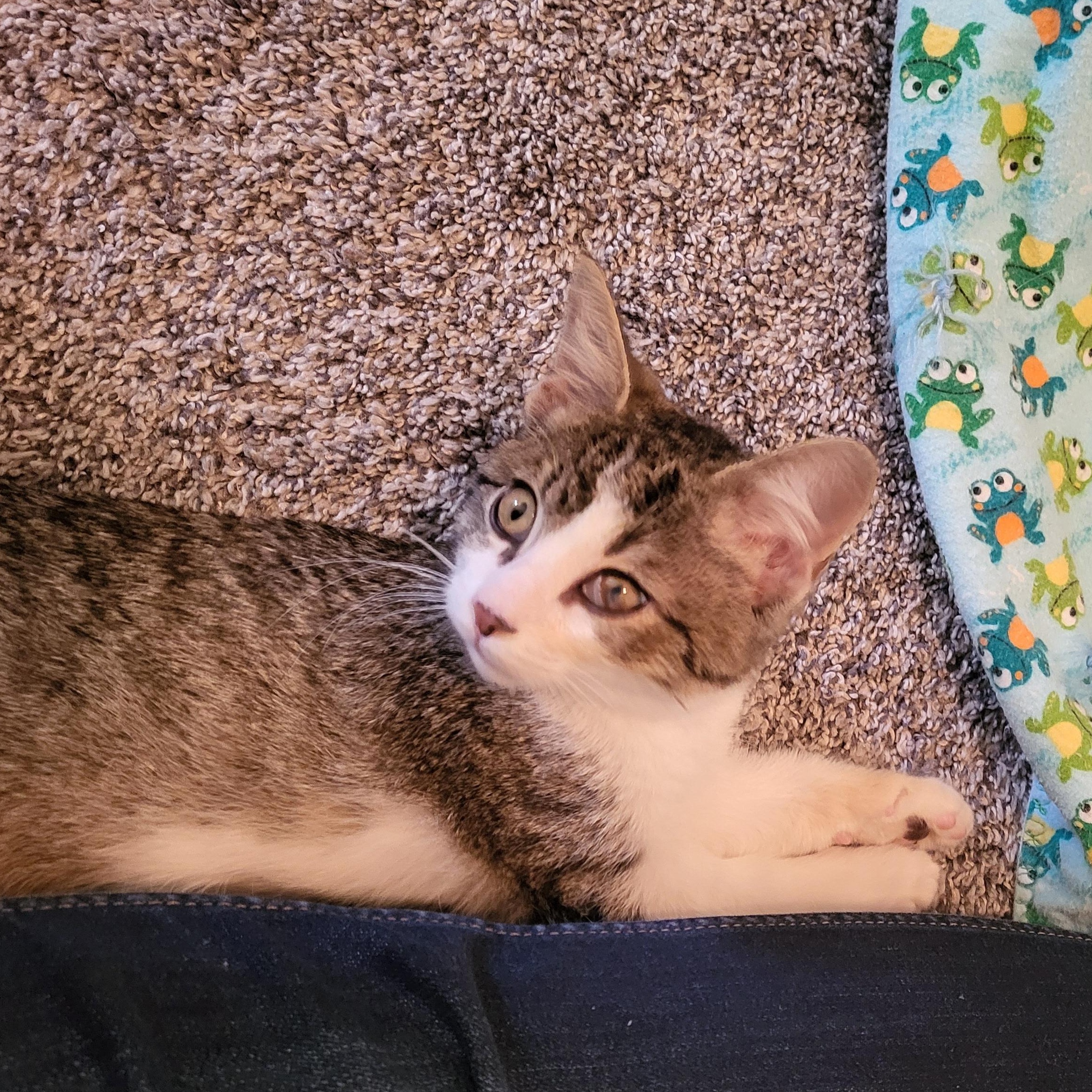 Enlarge Billy Starkey, an adopted Domestic Short Hair in Denver, CO image 4/6